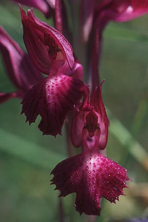 Anacamptis coriophora subsp. fragrans x papilionacea subsp. grandiflora, F   Millau 28.5.2005 