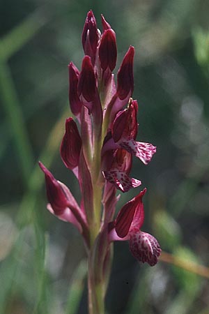 Anacamptis coriophora subsp. fragrans x papilionacea subsp. grandiflora, F   Millau 28.5.2005 