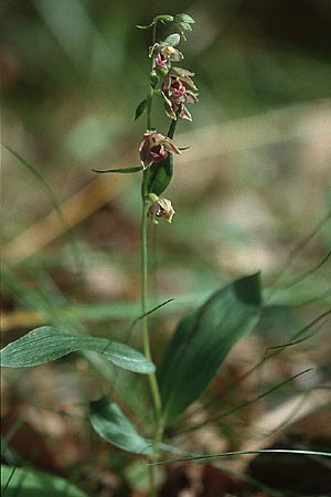 Epipactis helleborine subsp. minor / Small Broad-Leaved Helleborine, F  Vosges du Nord, Wingen-sur-Moder 5.8.2001 