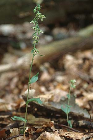Epipactis helleborine subsp. minor / Small Broad-Leaved Helleborine, F  Vosges du Nord, Wingen-sur-Moder 5.8.2001 