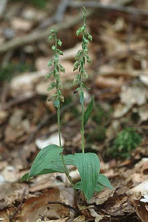 Epipactis helleborine subsp. minor / Small Broad-Leaved Helleborine, F  Vosges du Nord, Wingen-sur-Moder 5.8.2001 