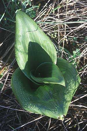 Himantoglossum hircinum \ Bocks-Riemenzunge (Rosette), F  Causse du Larzac 10.10.2003 