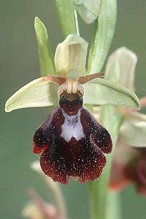 Ophrys holoserica x insectifera, F   Elsass/Alsace 7.5.2003 