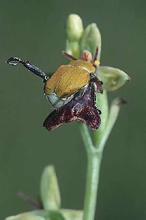 Blatthornkäfer/Beetle Hoplia farinosa auf/on Ophrys insectifera, F Dept.Drome 20.5.02 Blatthornkäfer/Beetle Hoplia farinosa auf/on Ophrys insectifera, F Dept.Drome 20.5.02