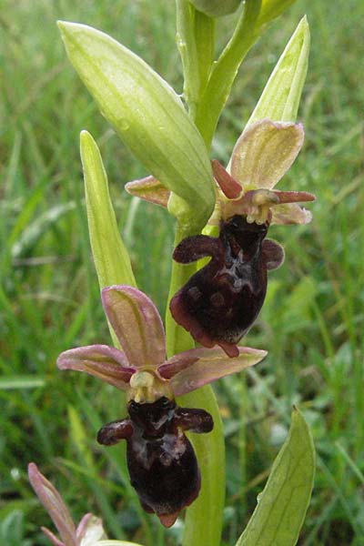 Ophrys insectifera x scolopax, F   Causse du Larzac 15.5.2007 