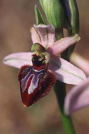 Ophrys incubacea x splendida, F   S.Cyr-sur-Mer 11.4.2004 