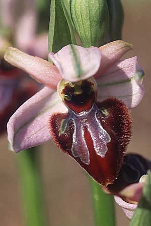 Ophrys incubacea x splendida, F   S.Cyr-sur-Mer 11.4.2004 