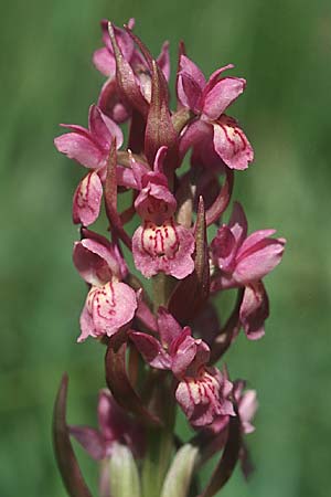 Dactylorhiza incarnata x sambucina, F   Causse du Larzac 5.6.2004 