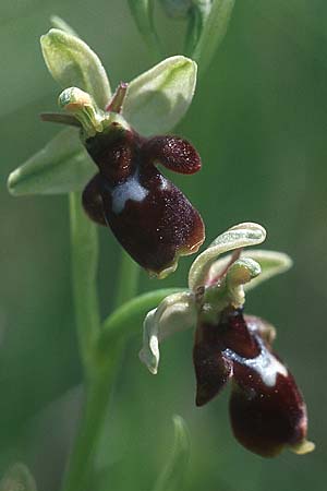 Ophrys aymoninii x scolopax, F   Causse du Larzac 29.5.2005 