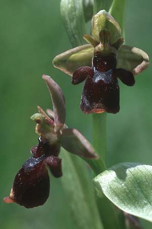 Ophrys aymoninii x scolopax, F   Causse du Larzac 29.5.2005 