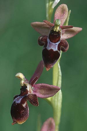 Ophrys aymoninii x scolopax, F   Causse du Larzac 29.5.2005 
