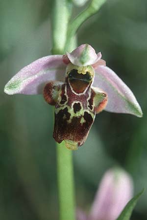 Ophrys santonica / Saintonge Bee Orchid, F  Dept.Isère 20.5.2002 