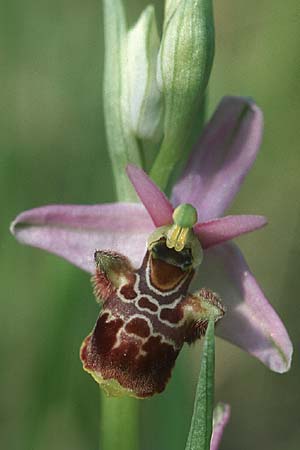 Ophrys vetula \ Seealpen-Ragwurz / Maritine Alps Bee Orchid, F  S.Vallier-de-Thiey 17.5.2004 