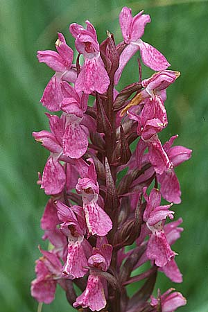 Dactylorhiza Hybrid-Population Lesdigueres, F  Lesdigueres bei Gap 30.6.1998 
