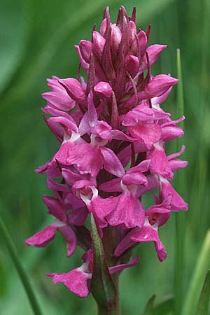 Dactylorhiza Hybrid-Population Lesdigueres, F  Lesdigueres bei Gap 30.6.1998 