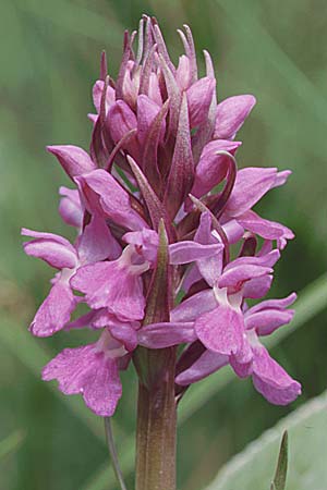 Dactylorhiza Hybrid-Population Lesdigueres, F  Lesdigueres bei Gap 30.6.1998 