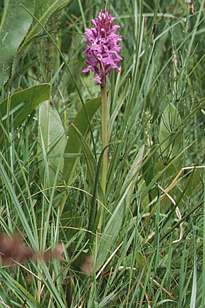 Dactylorhiza Hybrid-Population Lesdigueres, F  Lesdigueres bei Gap 30.6.1998 