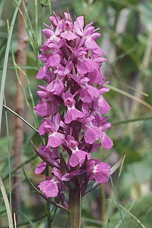 Dactylorhiza Hybrid-Population Lesdigueres, F  Lesdigueres bei Gap 30.6.1998 