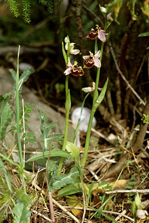 Ophrys linearis \ Lang-Petalige Ragwurz, F  Chaine du l'Estaque 17.4.1999 