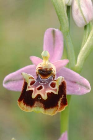 Ophrys linearis \ Lang-Petalige Ragwurz, F  Chaine du l'Estaque 17.4.1999 