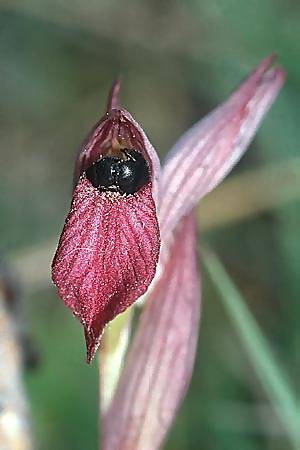 Serapias lingua \ Einschwieliger Zungenständel (mit zwei Wildbienen der Gattung Ceratina), F  Corbières, Bugarach 3.6.2001 