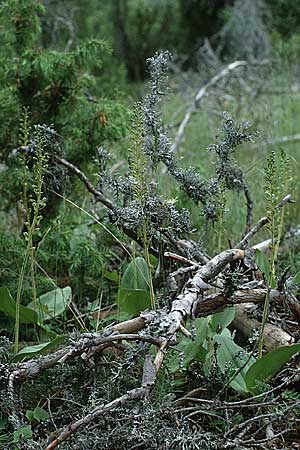 Listera ovata \ Großes Zweiblatt / Common Twayblade, F  Causse Noir 30.5.1990 
