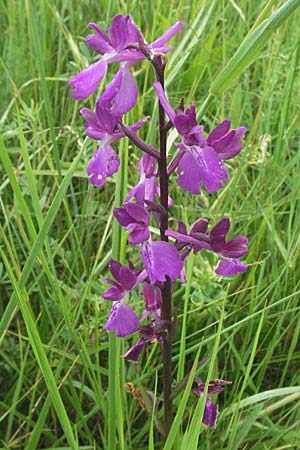 Anacamptis laxiflora x palustris, F   Mauguio 13.5.2007 