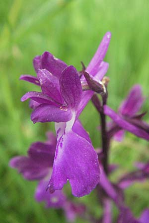 Anacamptis laxiflora x palustris, F   Mauguio 13.5.2007 