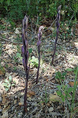Limodorum trabutianum \ Trabuts Dingel / Trabut's Limodore, F  Dept. Var, Callian 2.5.2023 