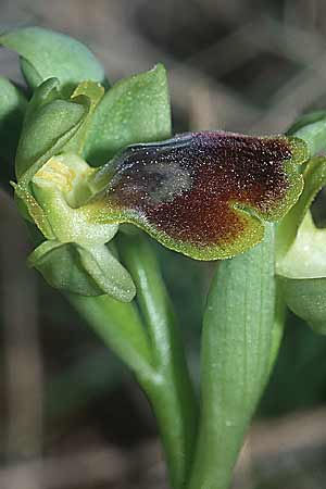 Ophrys forestieri x lutea, F   Rivesaltes 10.3.2001 