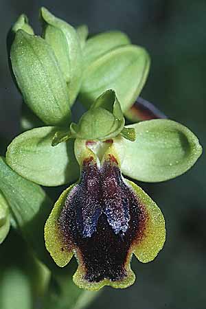 Ophrys forestieri x lutea, F   Rivesaltes 26.3.2001 