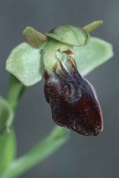 Ophrys forestieri x massiliensis, F   Marseille 11.3.2001 