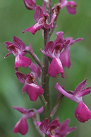 Anacamptis laxiflora x picta, F   Maures, Les Mayons 9.5.2000 