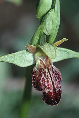 Ophrys forestieri x provincialis, F   Aix-en-Provence 25.3.2001 
