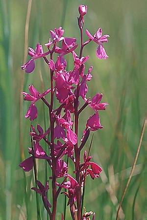 Anacamptis laxiflora x palustris, F   Aix-les-Bains 24.5.2003 