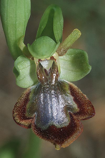 Ophrys lutea x speculum, F   Montagne de la Clape 31.3.2001 