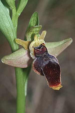 Ophrys lutea x scolopax, F   Montagne de la Clape 13.4.2001 