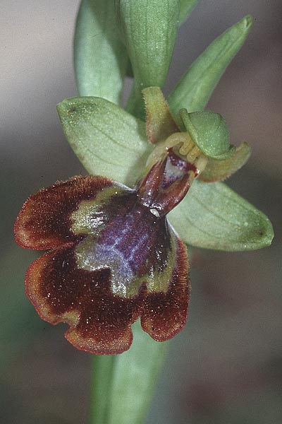 Ophrys lutea x speculum, F   Montagne de la Clape 13.4.2001 