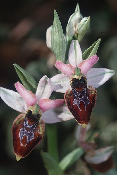Ophrys linearis x splendida, F   Chaine du l'Estaque 14.4.2001 