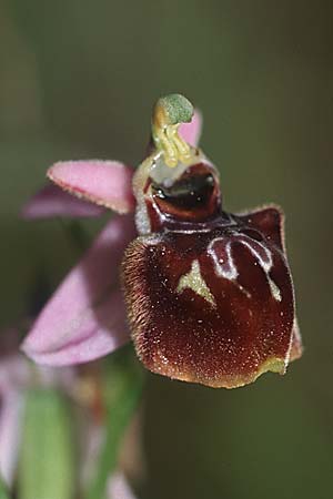 Ophrys linearis x splendida, F   Chaine du l'Estaque 3.5.2004 