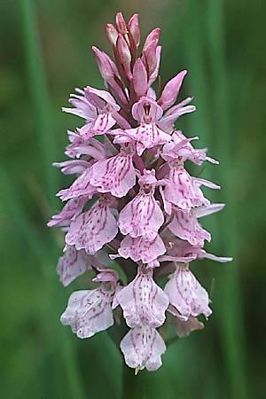 Dactylorhiza maculata / Spotted Orchid, F  Mont Aigoual 31.5.1990 