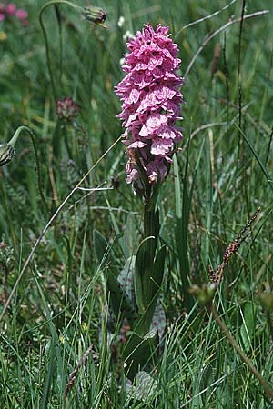 Dactylorhiza maculata / Spotted Orchid, F  Pyrenees, Pas de la Casa 2.7.1998 