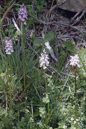 Dactylorhiza maculata / Spotted Orchid, F  Pyrenees 2.7.1998 