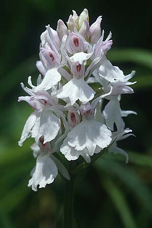 Dactylorhiza maculata / Spotted Orchid (Color-Variant), F  Pyrenees 2.7.1998 