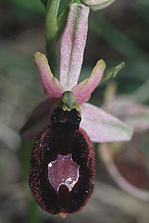 Ophrys magniflora \ Großblütige Ragwurz / Large-Flowered Bee Orchid, F  Corbières, Montlaur 13.5.1996 