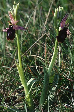 Ophrys magniflora \ Großblütige Ragwurz / Large-Flowered Bee Orchid, F  Corbières, Arquettes-en-Val 29.4.2001 