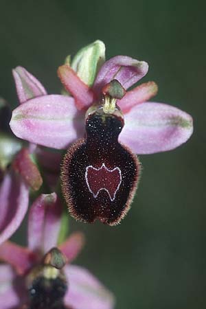Ophrys magniflora \ Großblütige Ragwurz / Large-Flowered Bee Orchid, F  Corbières, Arquettes-en-Val 27.5.2005 