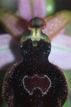 Ophrys magniflora \ Großblütige Ragwurz / Large-Flowered Bee Orchid, F  Corbières, Arquettes-en-Val 27.5.2005 