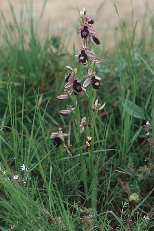 Ophrys magniflora \ Großblütige Ragwurz / Large-Flowered Bee Orchid, F  Corbières, Arquettes-en-Val 27.5.2005 