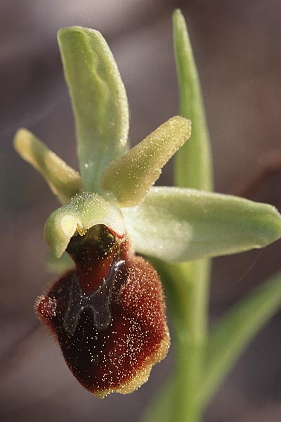 Ophrys massiliensis \ Marseille-Ragwurz, F  Marseille 19.3.1999 